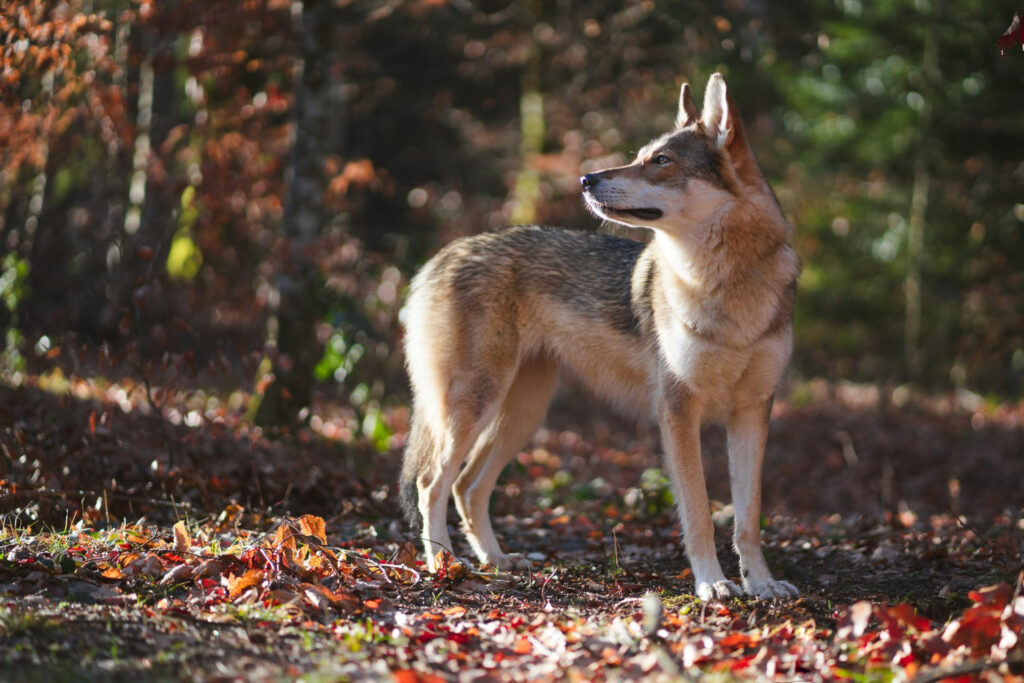 La légende du loup noir