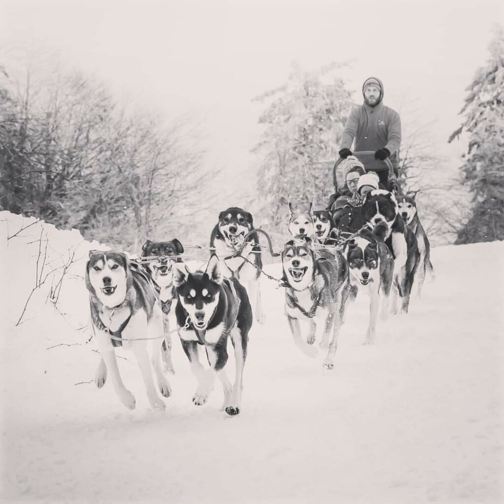 Les chiens du Ballon d'Alsace