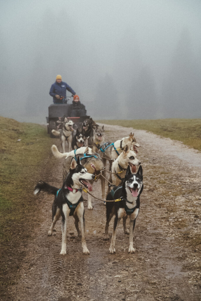 Les chiens du Ballon d'Alsace