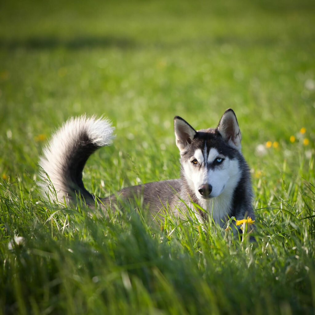 Chiens de traîneaux